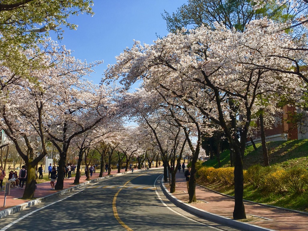 Cherry Blossoms at KNU Daegu